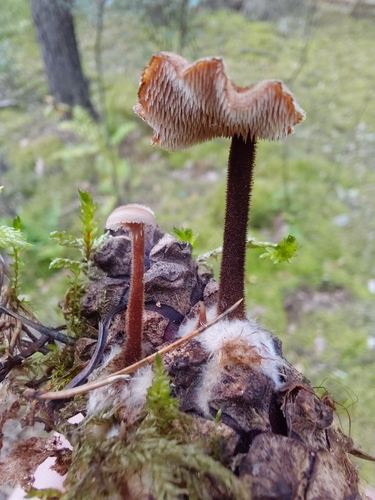 Earpick Fungus