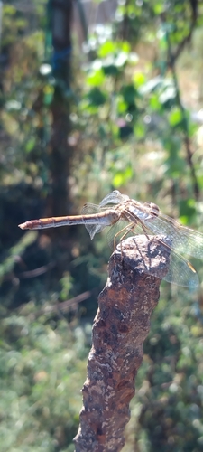 Southern Darter