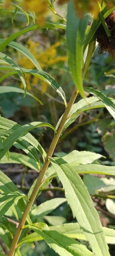 giant goldenrod