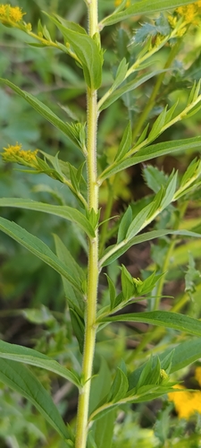 Canada goldenrod