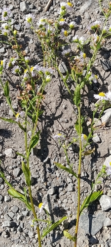 annual fleabane