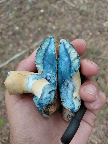 Cornflower Bolete