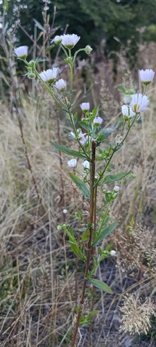 annual fleabane