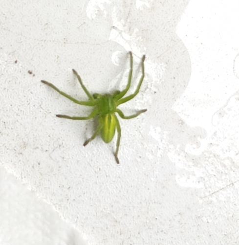 Green Huntsman Spider