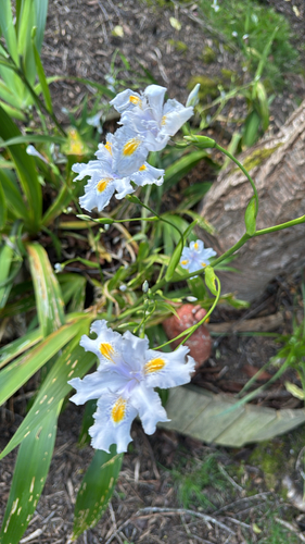 Fringed Iris
