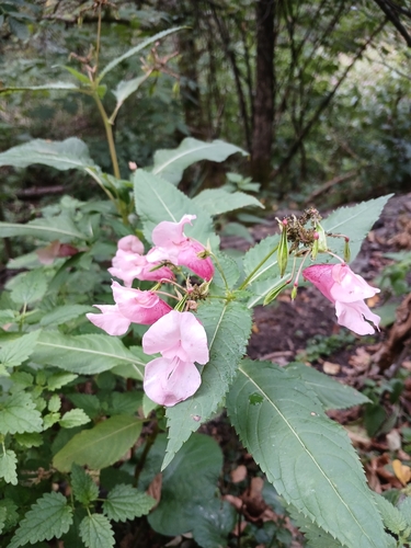 Himalayan balsam