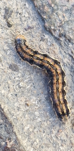 Cotton Bollworm Moth