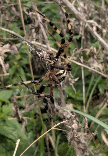 Wasp Spider