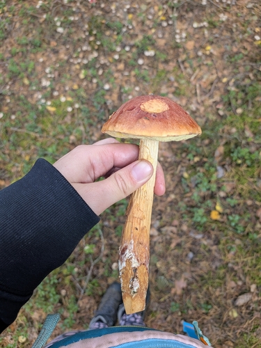 Aureoboletus projectellus
