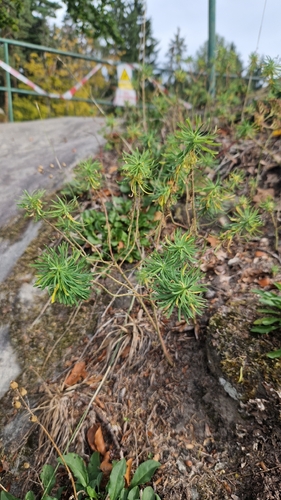 cypress spurge