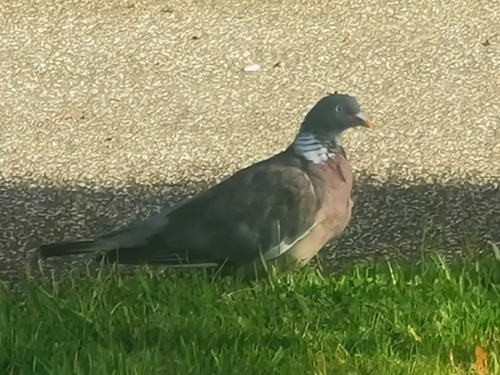 Common Wood-Pigeon