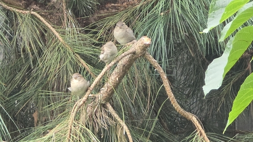 House Sparrow