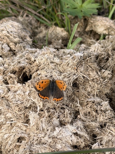Small Copper