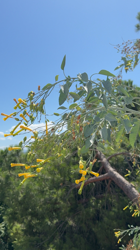 tree tobacco