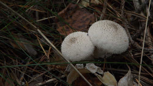 common puffball