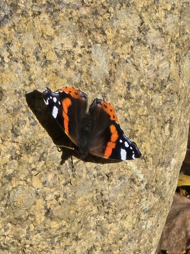 Red Admiral