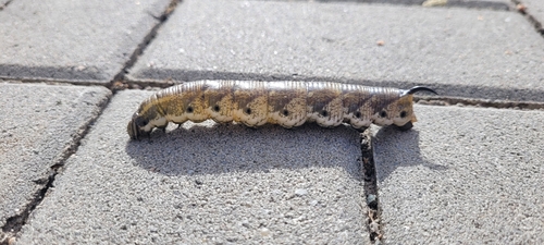 Convolvulus Hawkmoth