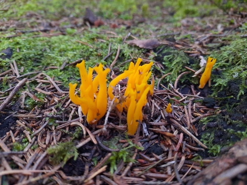 Jelly-antler