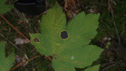 Black Tar Spot