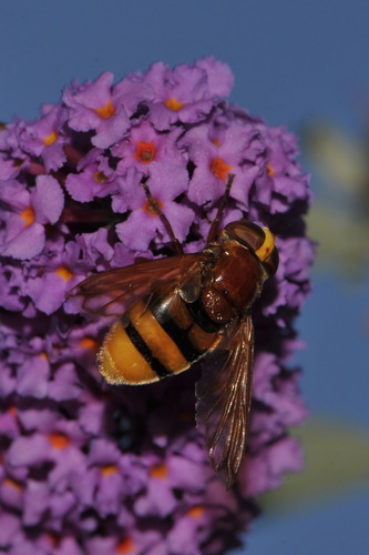 Hornet Mimic Hover Fly