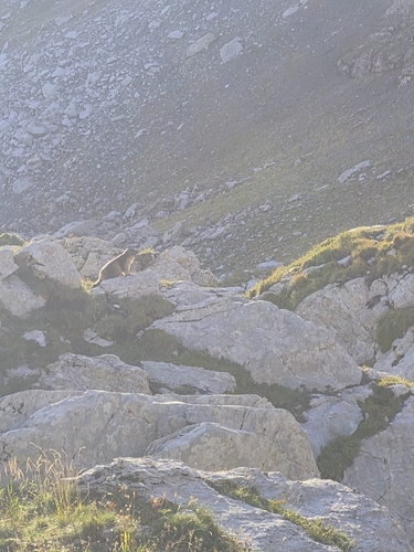 Alpine Marmot
