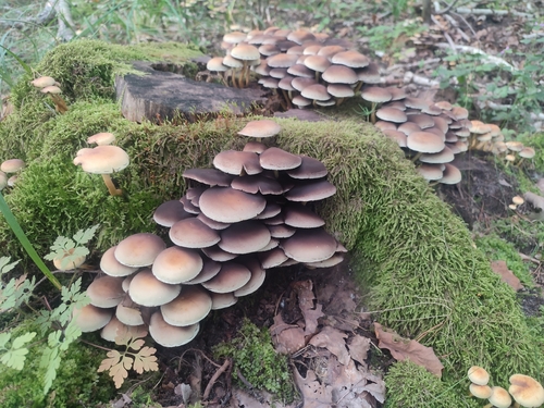 Sulphur Tuft
