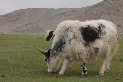 Domestic Yak
