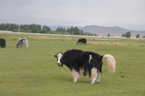 Domestic Yak