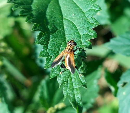 Trichopoda pictipennis