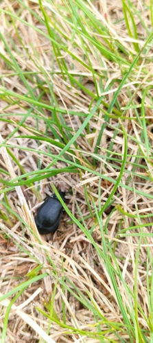 black-punctured leaf beetle