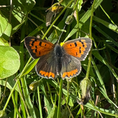 Small Copper