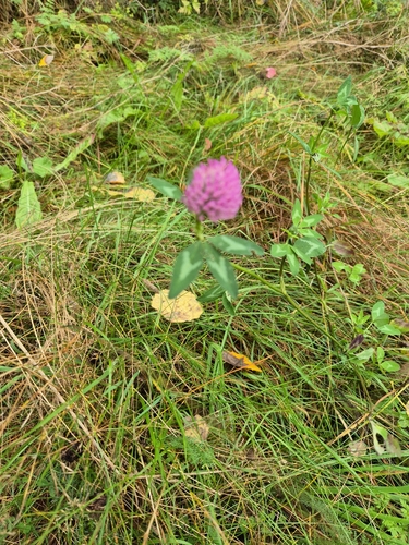 Red Clover