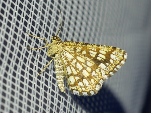 Latticed Heath