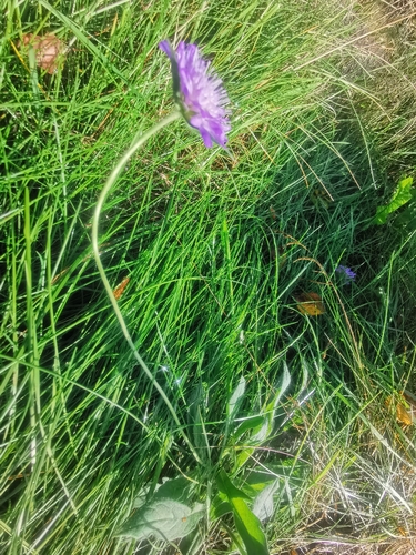 Field Scabious