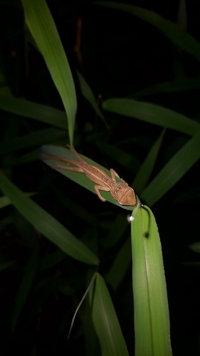 Indian Garden Lizard
