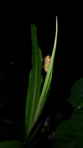 Cyclosia panthona