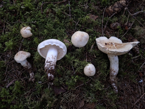 Spotted Collybia
