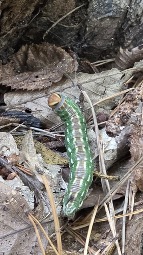 Pine Hawkmoth