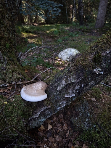 birch polypore