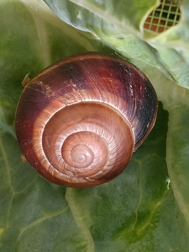 Turkish Snail