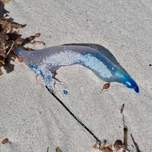 Southern Man-O-War