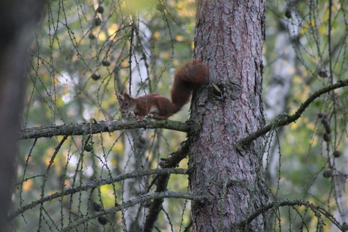 Eurasian Red Squirrel
