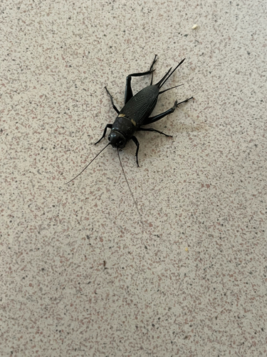 Southern Field Cricket
