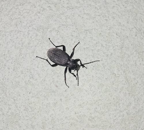 Leather Beetle