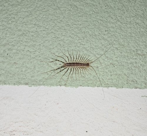House Centipede