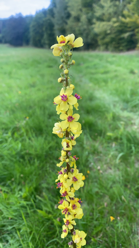 Dark Mullein