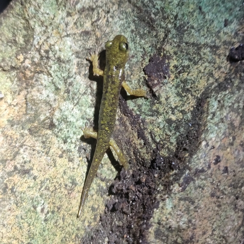 Imperial Cave Salamander
