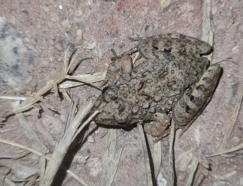 Common Paddy Field Frog