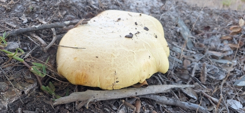 Golden Bolete