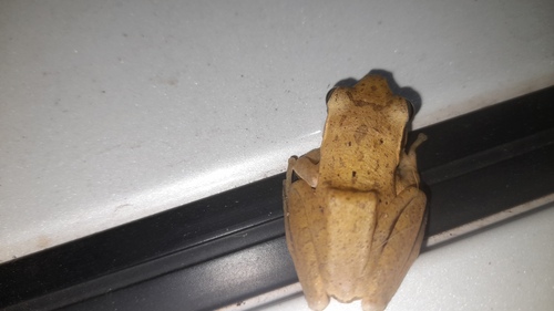 Chunam Tree Frog